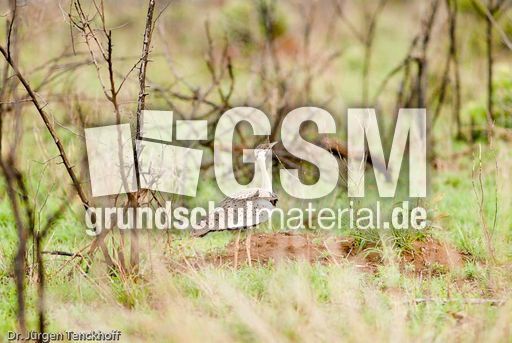 Schwarzbauchtrappe (1 von 5).jpg